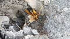 Polistes carnifex carnifex