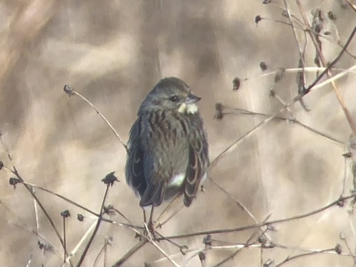 Black-faced Bunting, Biandronno, Lombardei, IT, photo 10 of 10