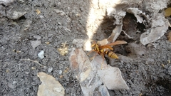 Polistes carnifex carnifex