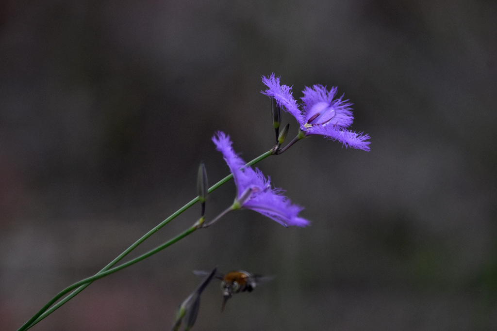 Common Fringelily from Dharawal National Park, Wedderburn NSW 2560