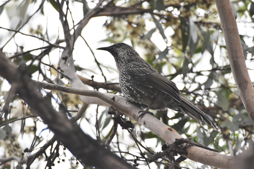 Little Wattlebird from Dharawal National Park, Wedderburn NSW 2560