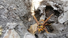 Polistes carnifex carnifex