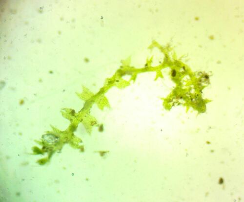 Image of Cephaloziella hampeana by (c) Ryan Sorrells, some rights reserved (CC BY)