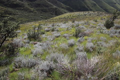 Lotononis lotononoides