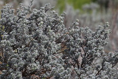 Lotononis lotononoides