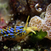 Candy Nudibranch - Photo (c) Lisa Beasley, some rights reserved (CC BY-NC), uploaded by Lisa Beasley
