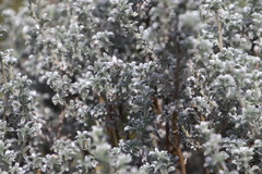 Lotononis lotononoides