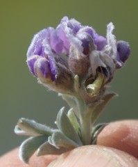 Lotononis lotononoides