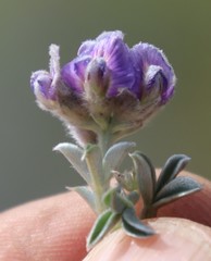 Lotononis lotononoides