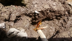 Polistes carnifex carnifex