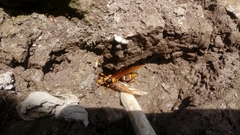 Polistes carnifex carnifex