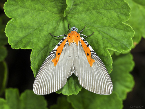 Euplocia membliaria (Cramer, 1780)