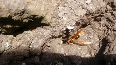 Polistes carnifex carnifex