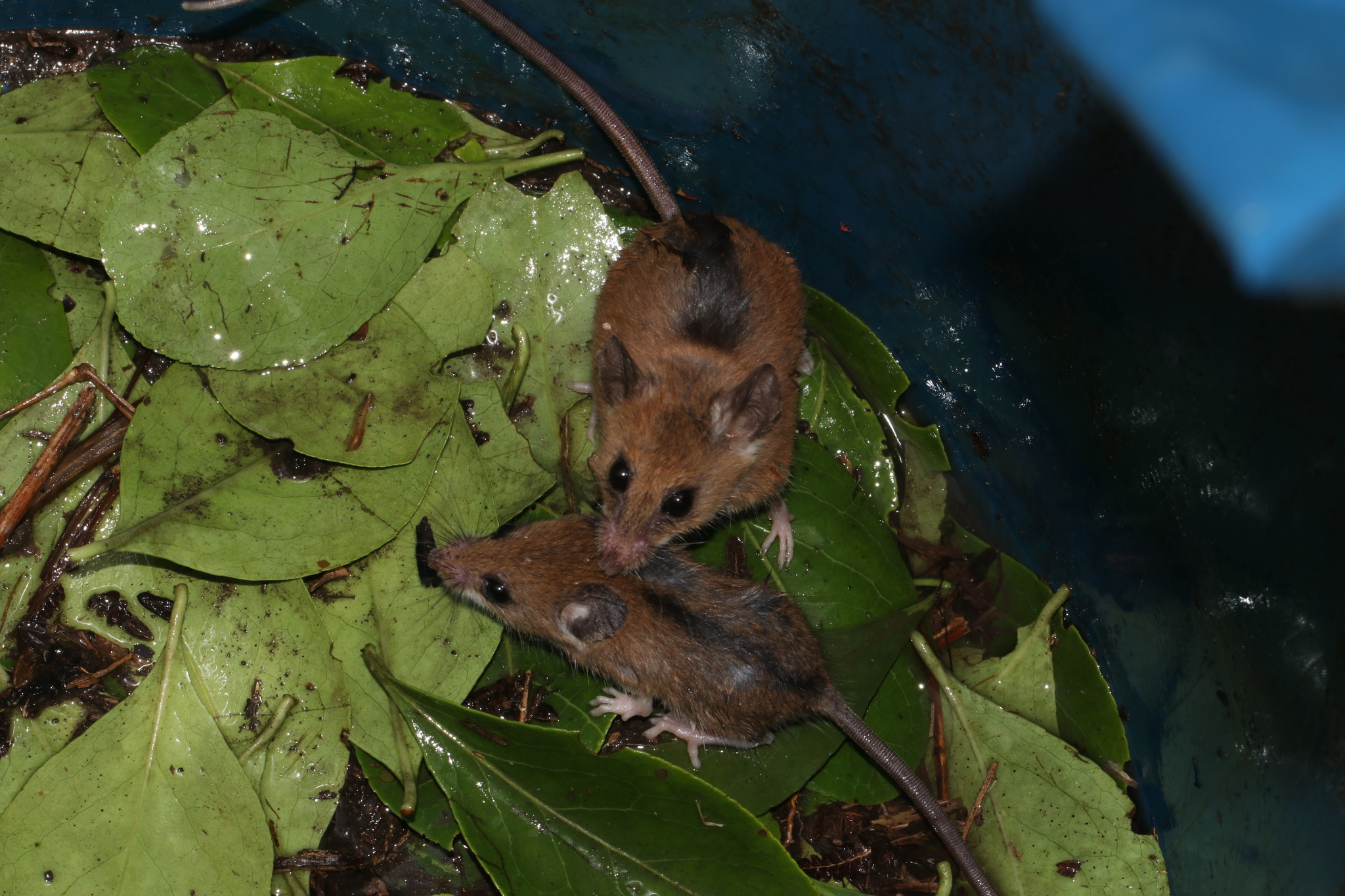 Kivu African Climbing Mouse photo 2
