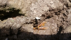 Polistes carnifex carnifex