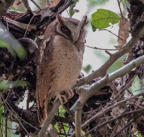 Weißstirn-Zwergohreule (Otus sagittatus)