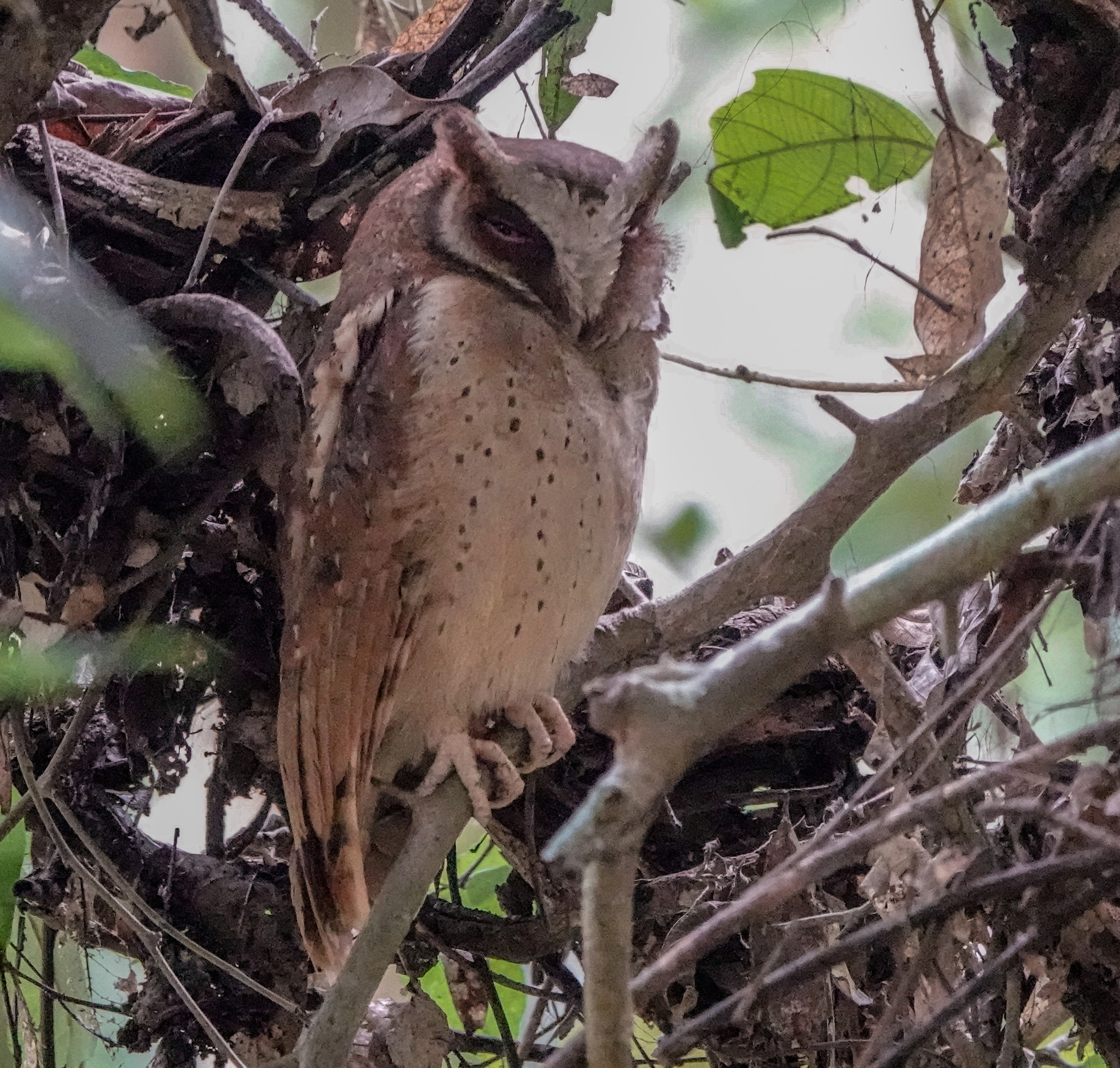 White-fronted Scops Owl illustration