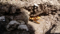 Polistes carnifex carnifex