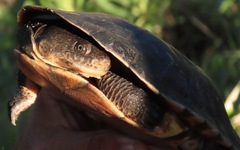 Vanderhaege's Toad-Headed Turtle photo 1