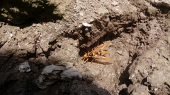 Polistes carnifex carnifex
