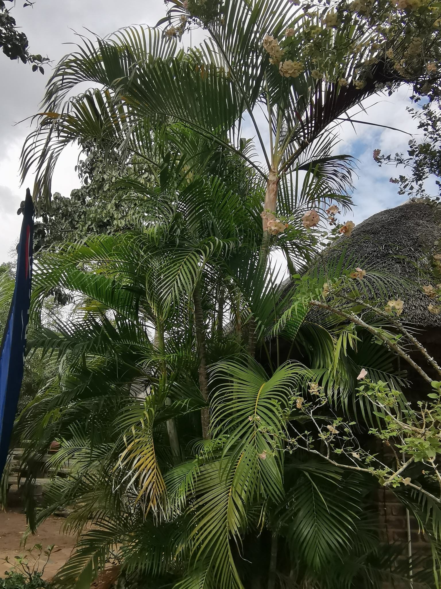 Imagem de Areca-bambu