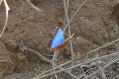 Morpho helenor narcissus