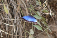Morpho helenor narcissus