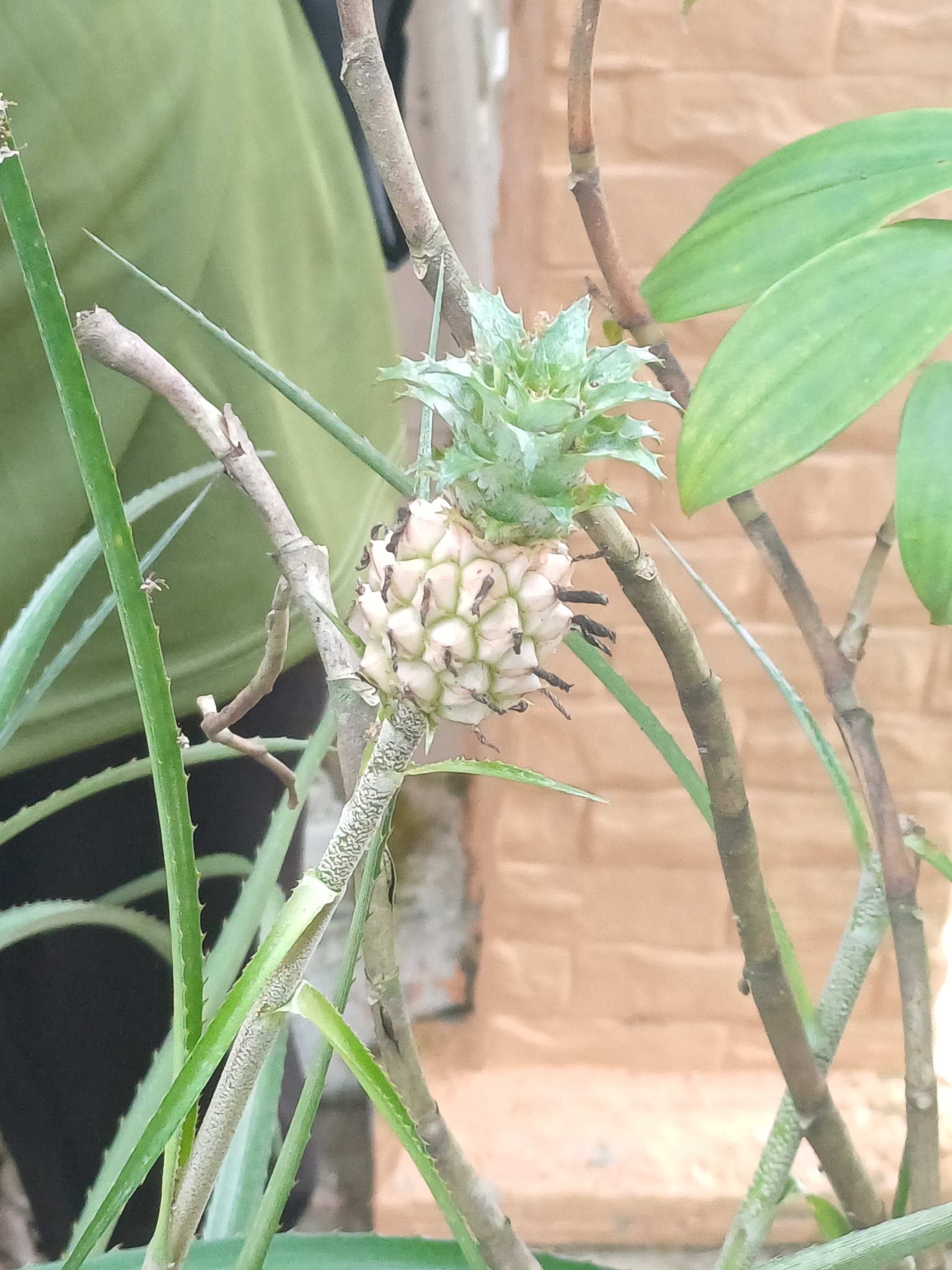 Abacaxi