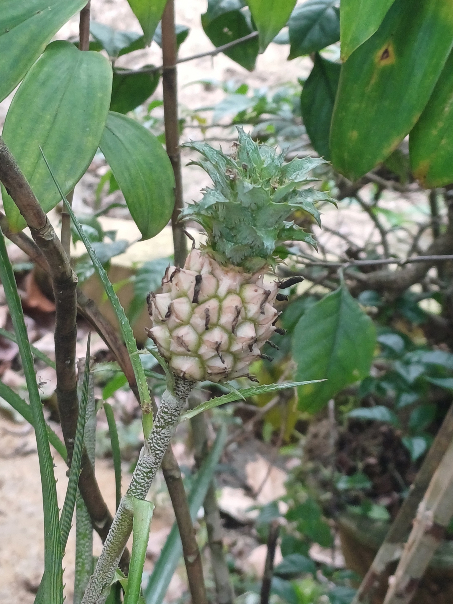 Abacaxi