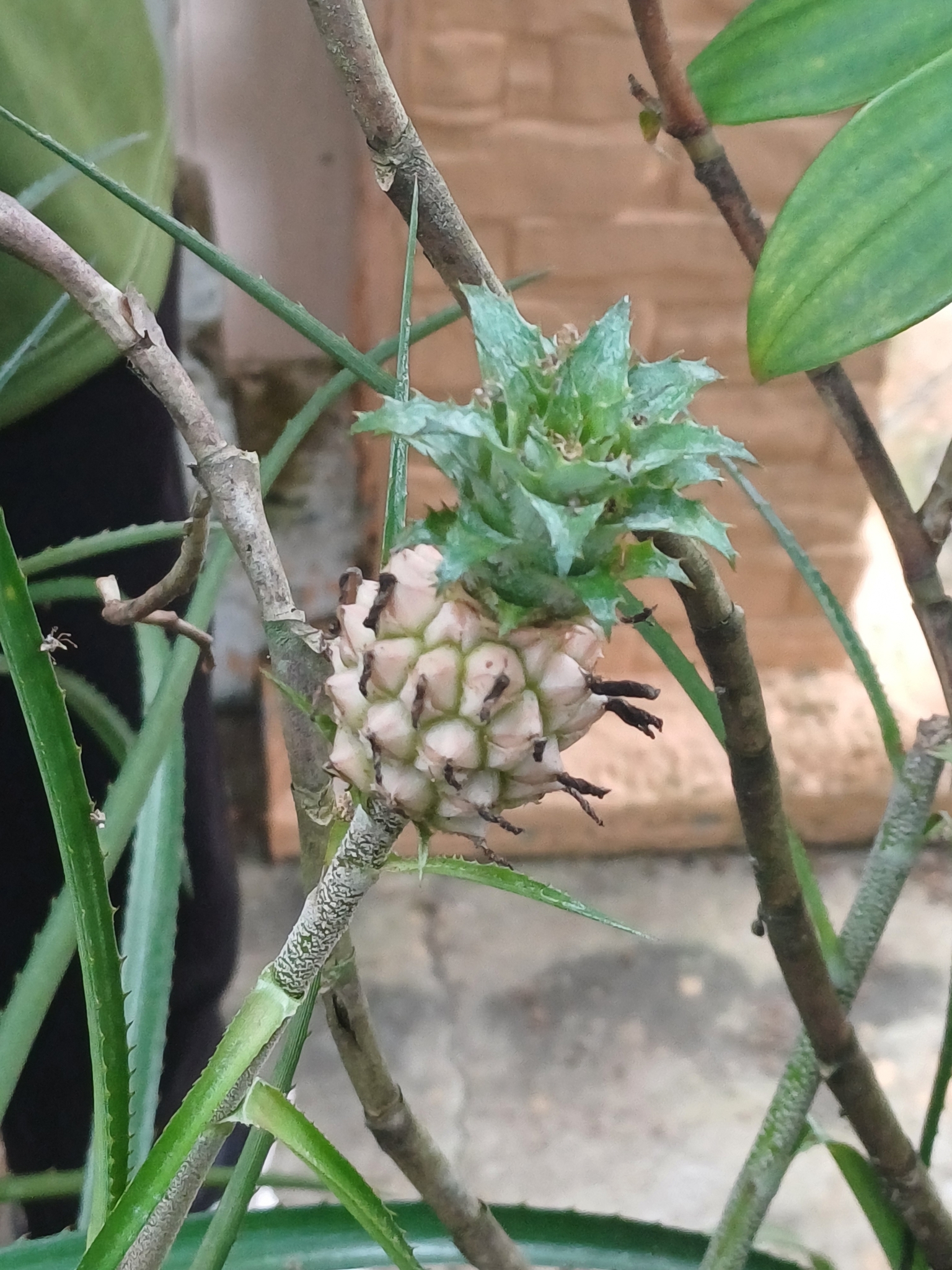 Abacaxi