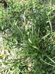 Carex cherokeensis