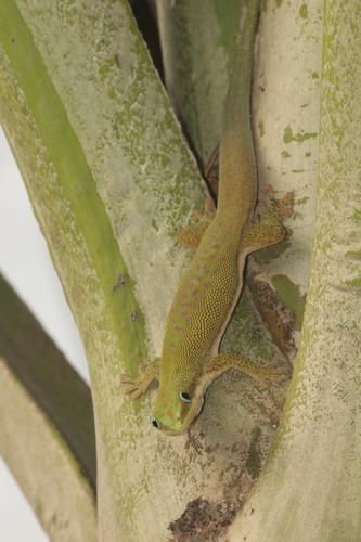 Zanzibar Day Gecko