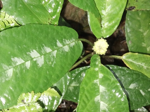 Dorstenia