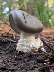 Amanita marmorata