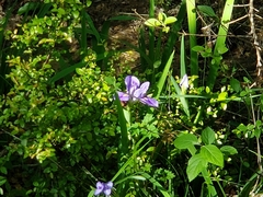 Iris giganticaerulea