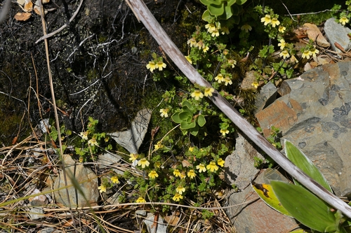 Image of Euphrasia cockayneana by (c) Christopher Stephens, some rights reserved (CC BY-SA)