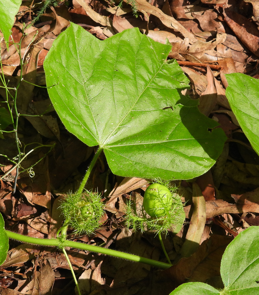 Passiflora vesicaria from Bellbird Grove, Bellbird Grove Road, QLD 4520 ...