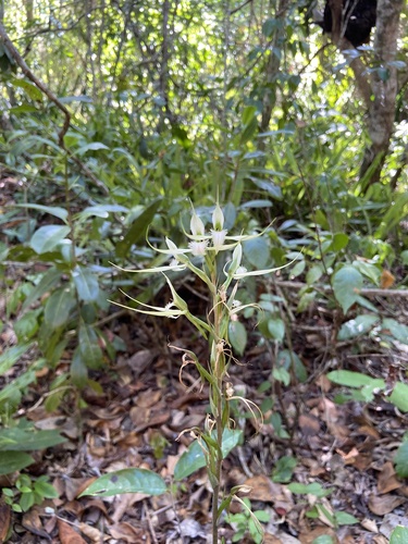 Spurred Neottia (Eltroplectris calcarata)