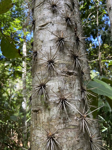 Brasiliopuntia brasiliensis