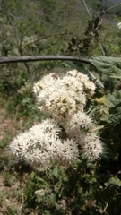 Vernonanthura cordata