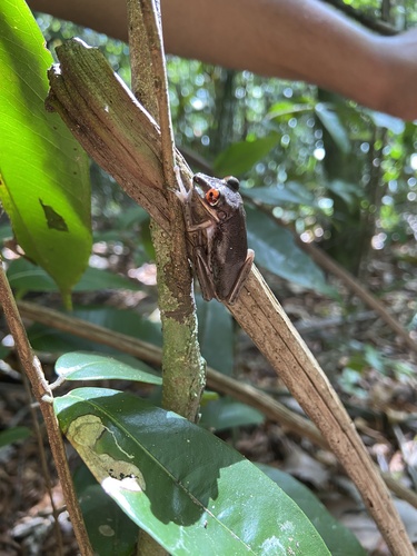 Bruno's Casque-headed Frog, Nyctimantis brunoi