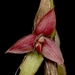 Bulbophyllum sagemuelleri - Photo (c) Raabbustamante, some rights reserved (CC BY-SA)