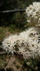 Vernonanthura cordata