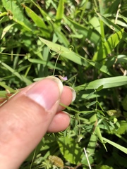 Vicia minutiflora