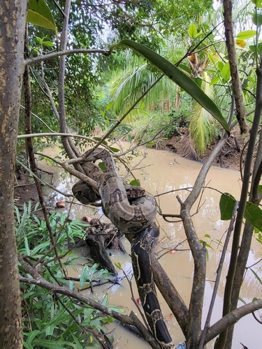 Photo of a Tet'chien Boa (Boa orophias)