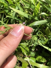 Vicia minutiflora