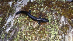 Ambystoma 'unisexual complex'