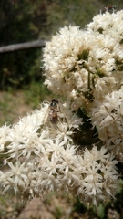 Vernonanthura cordata