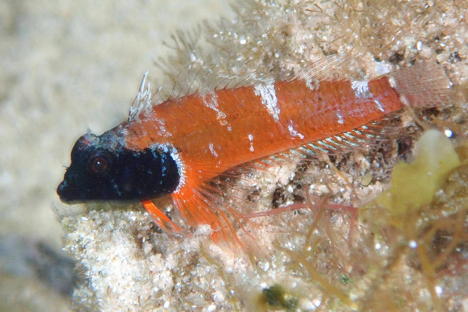 Western Australian Black-Head Triplefin