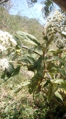 Vernonanthura cordata